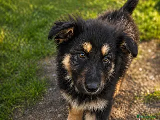 German Shepherd dogs KC Registered German Shepherd Puppies - Advert 2