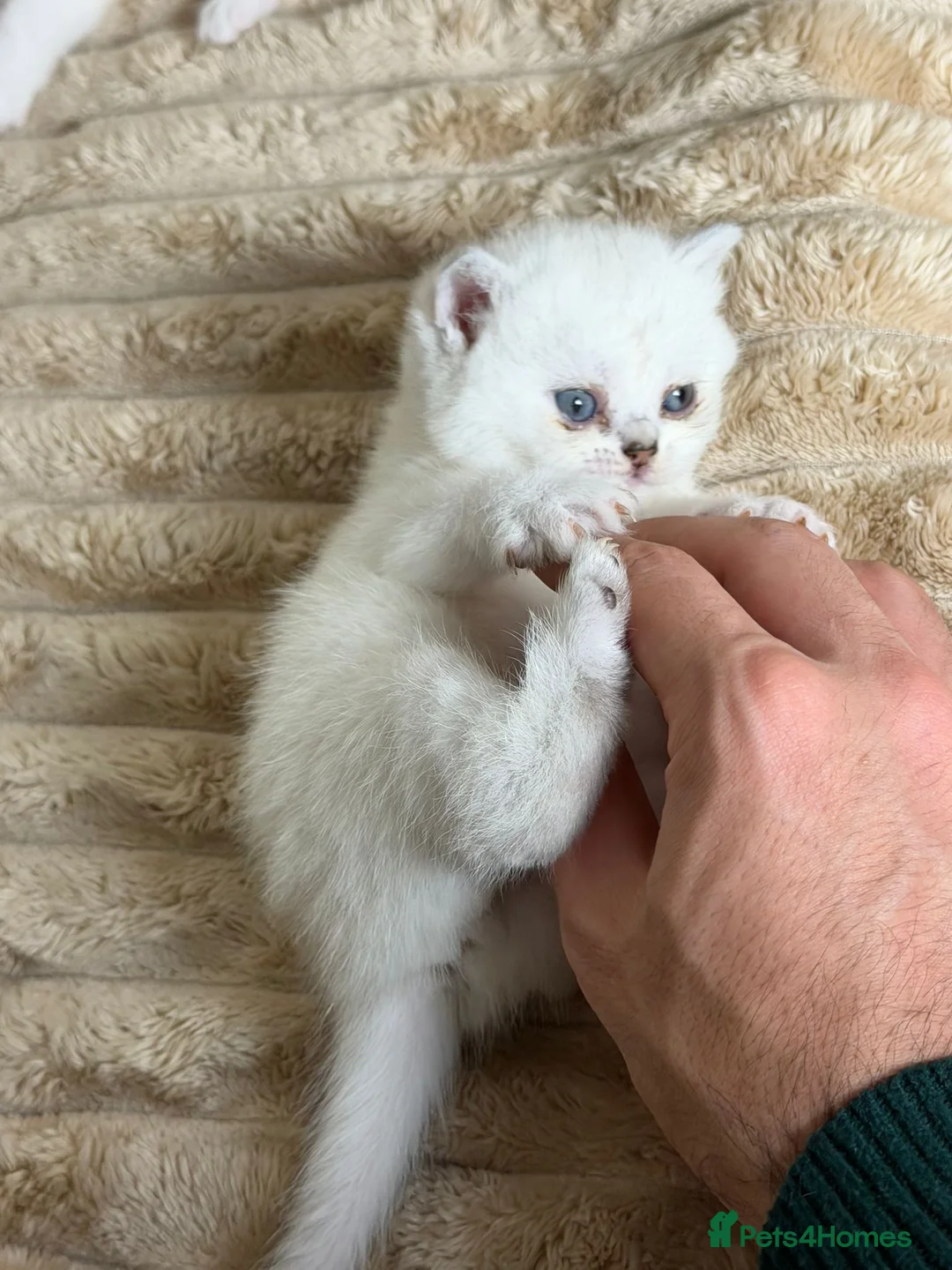 British Shorthair cats for sale: British cats - Advert 7