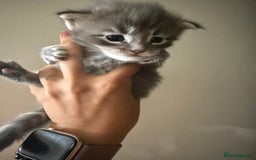 Maine Coon cats for sale: Beautiful torbie Maine Coon kittens - Image 4