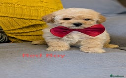 Poochon dogs for sale: Stunning F1 Toy Poochon Puppies BOYS - Image 5