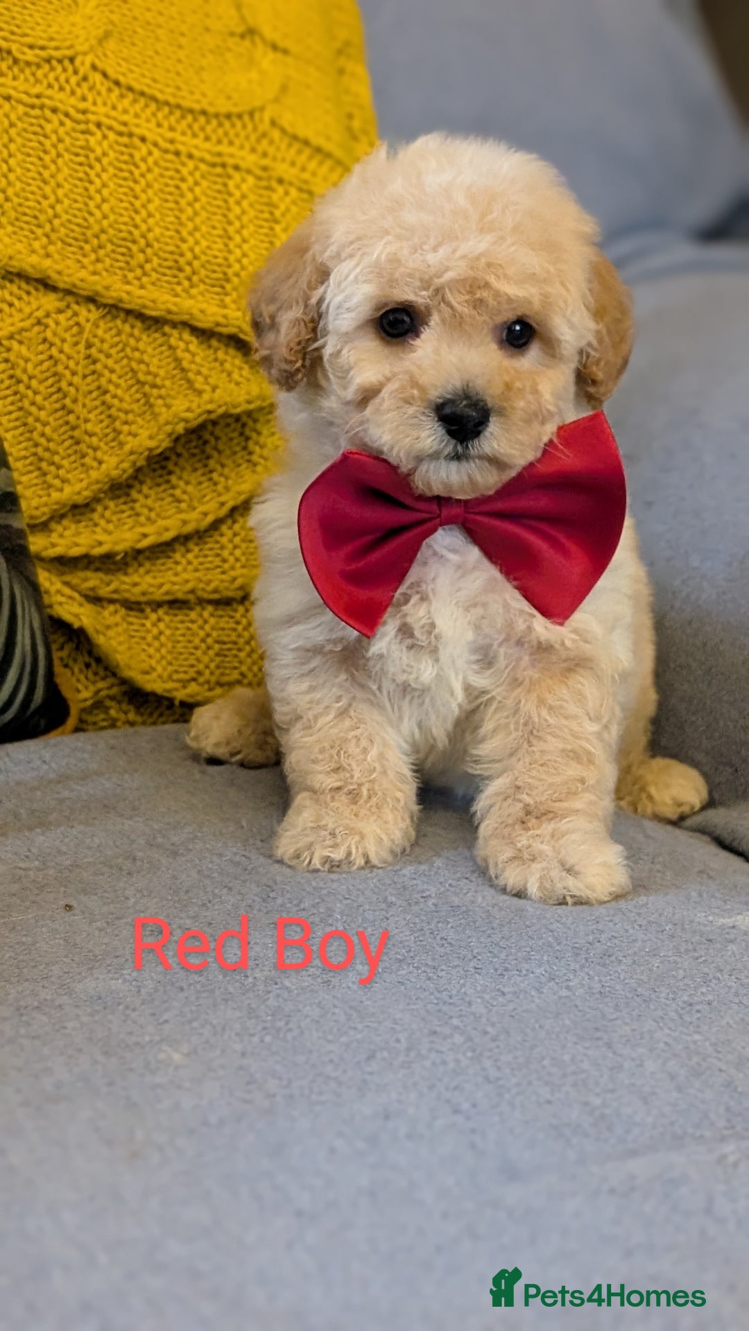 Poochon dogs for sale: Stunning F1 Toy Poochon Puppies BOYS - Image 5