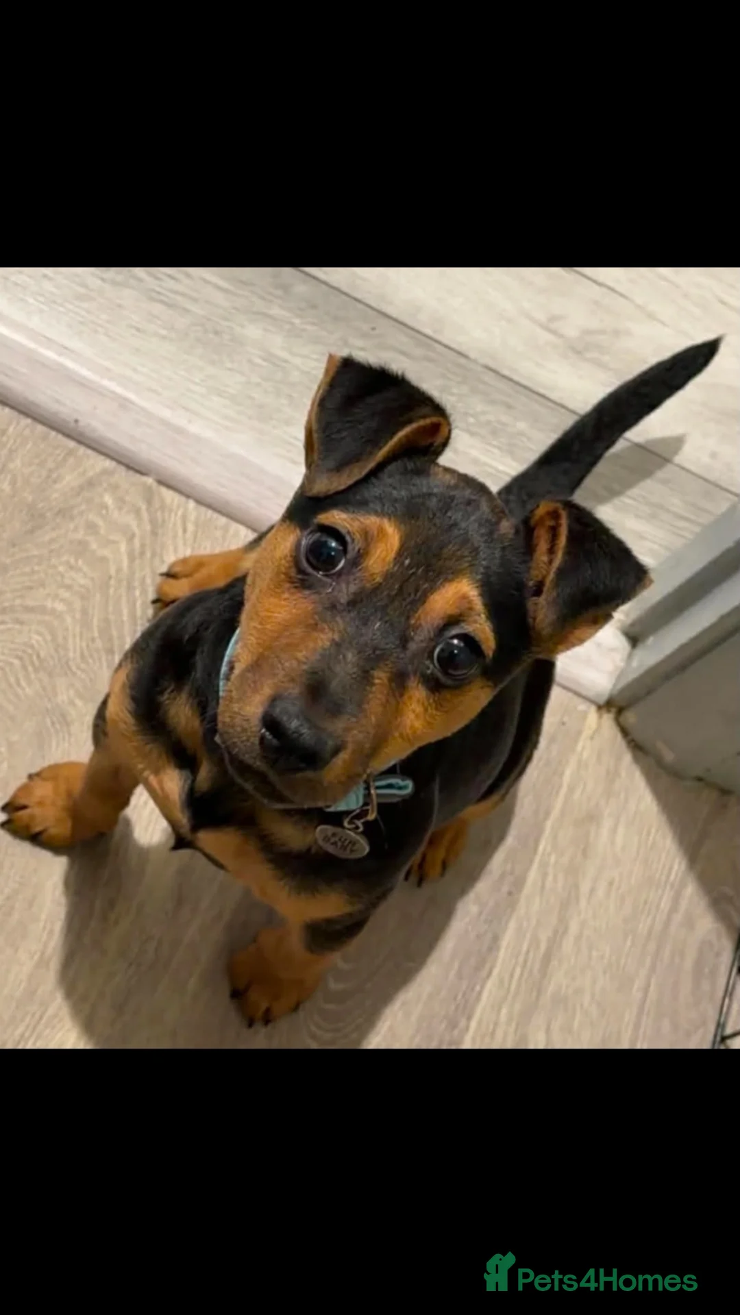 Jack Russell dogs for sale: Jack russle cooper  - Advert 1