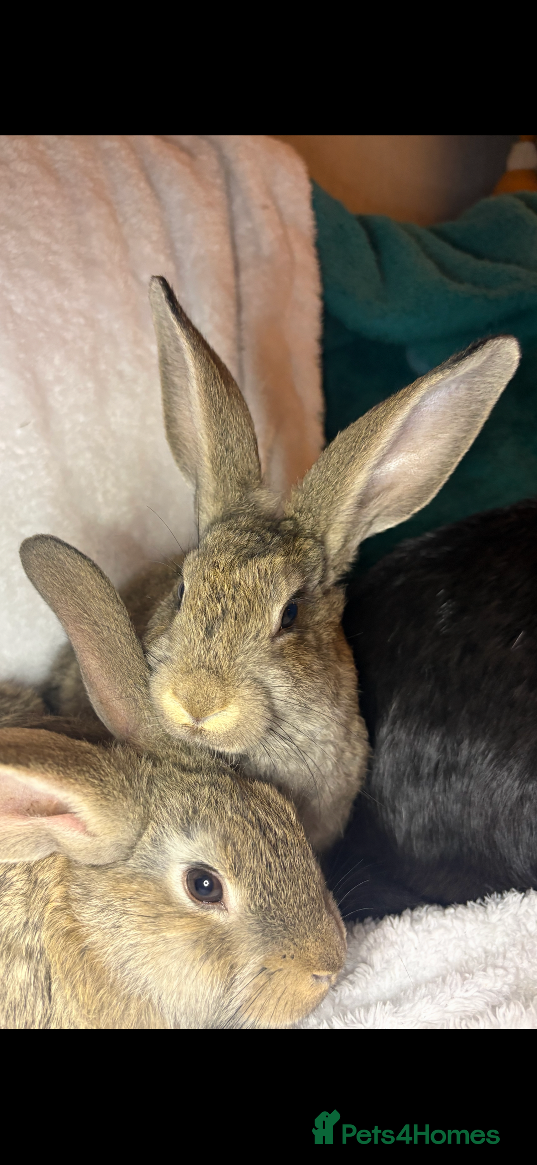 Continental Giant rabbits for sale: Beautiful continental giant baby rabbits ready  - Advert 7