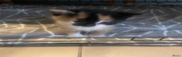 Mixed Breed cats for sale: Gorgeous Kittens with Wonderful Personalities - Advert 16
