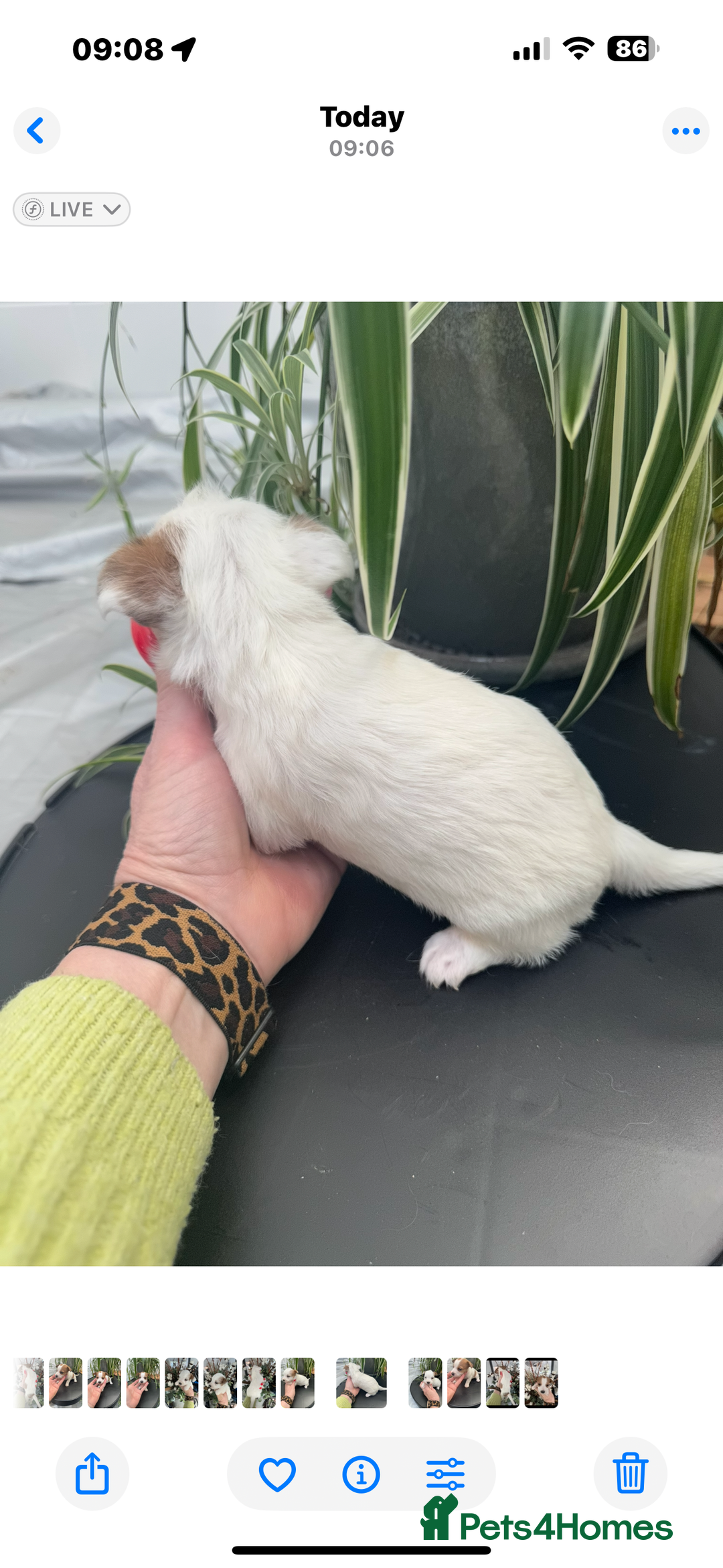 Jack Russell dogs for sale: KC STUNNING ROUGH COATED JACK RUSSELL PUPS  - Image 5