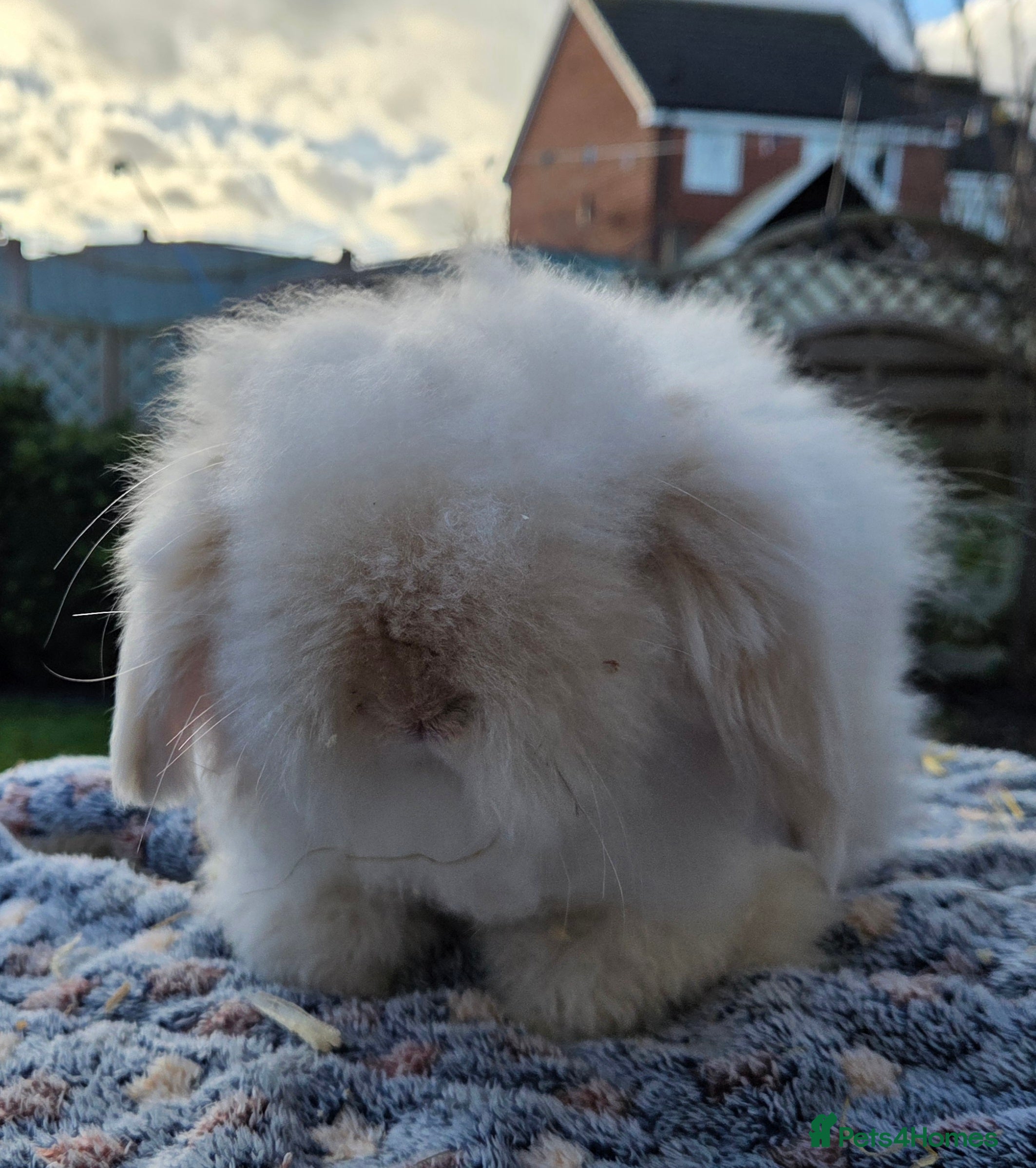 Angora rabbits Teddywidder bunnies - Advert 4