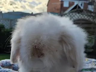 Angora rabbits Teddywidder bunnies - Advert 4