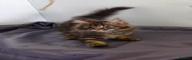Maine Coon 3