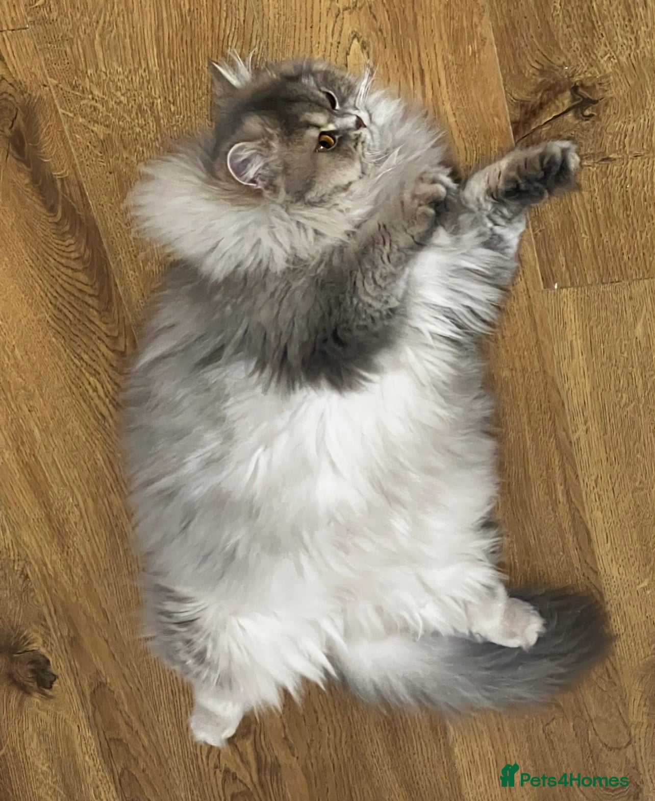 British Longhair cats TICA registered BLH & BSH Kittens - Advert 2