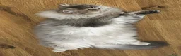 British Longhair cats for sale: TICA registered BLH & BSH Kittens - Advert 1
