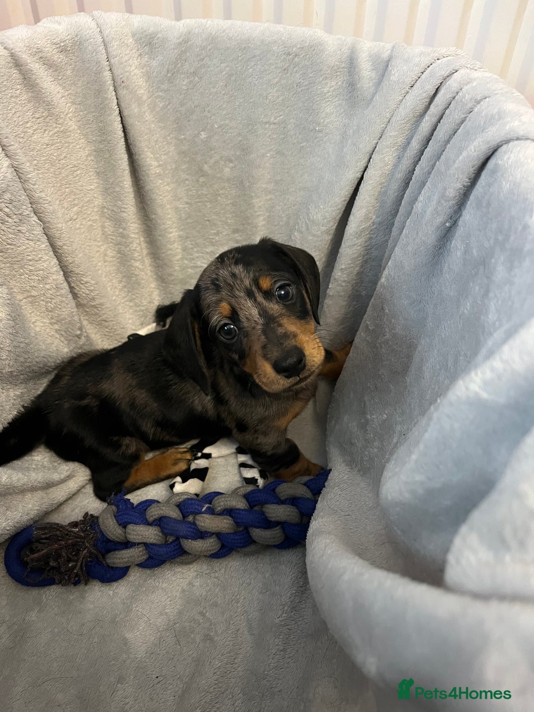 Miniature Dachshund dogs for sale: Stunning miniature dachshund puppies  - Image 15