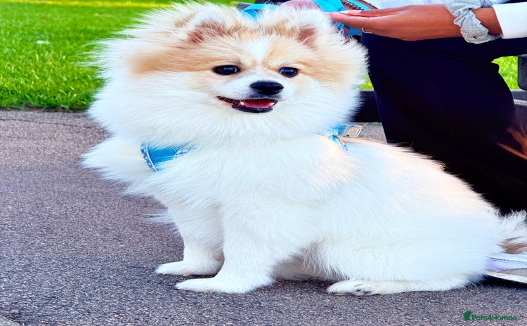 Pomeranian dogs - Advert 3
