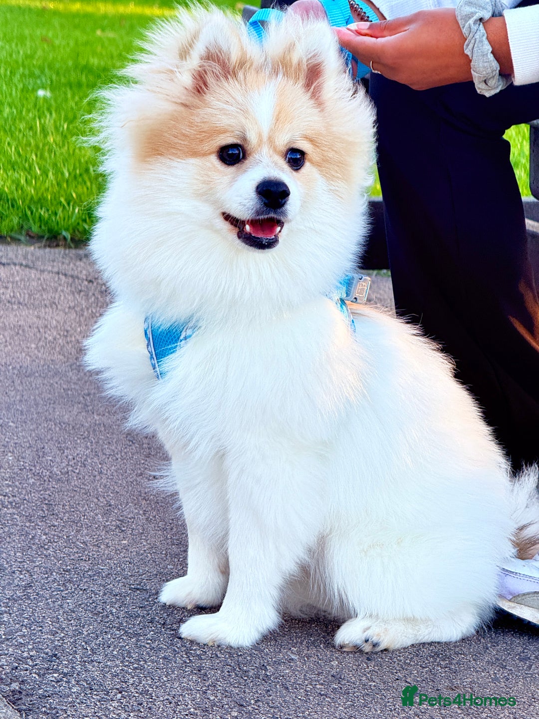 Pomeranian dogs for sale: 🐶 🐾  Adorable Purebred Pomeranian Boy  🐾  🐶 - Image 1