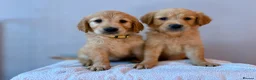 Golden Retriever dogs for sale: READY NOW Fox Red, KC, Health Tested Pups - Advert 9