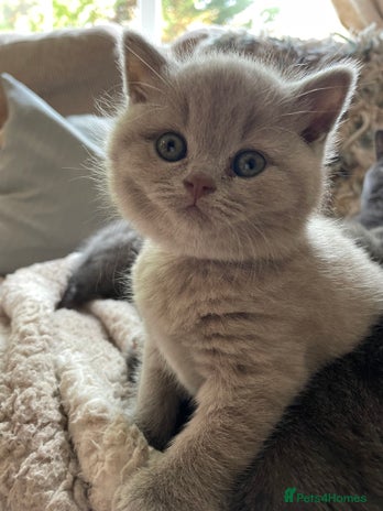 British Shorthair cats - Advert 2