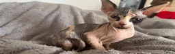 Sphynx cats for sale: Kittens are looking for new homes. - Advert 4