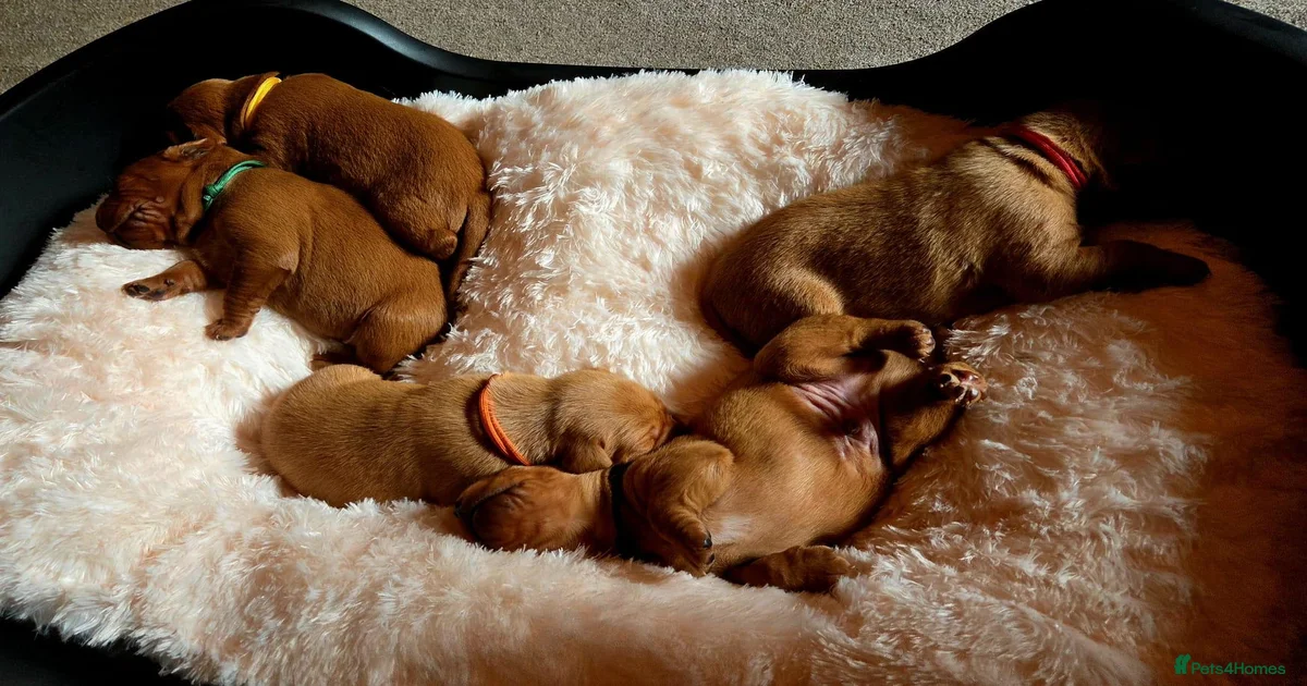 Puppies for sale in Torquay, Devon | Pets4Homes