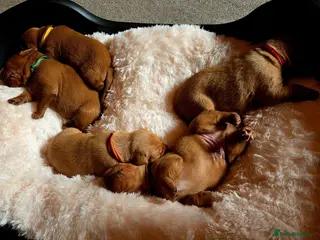 Labrador Retriever dogs KC Fox Red Labrador Puppies - Advert 8