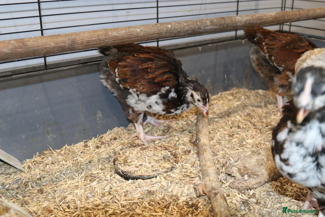 Chickens poultry for sale: 🐥 CHICKS & YOUNG CHICKENS AVAILABLE 🐔 - Advert 2