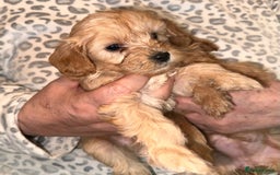 Cavapoo dogs for sale: Stunning Cavapoo puppies - Image 1