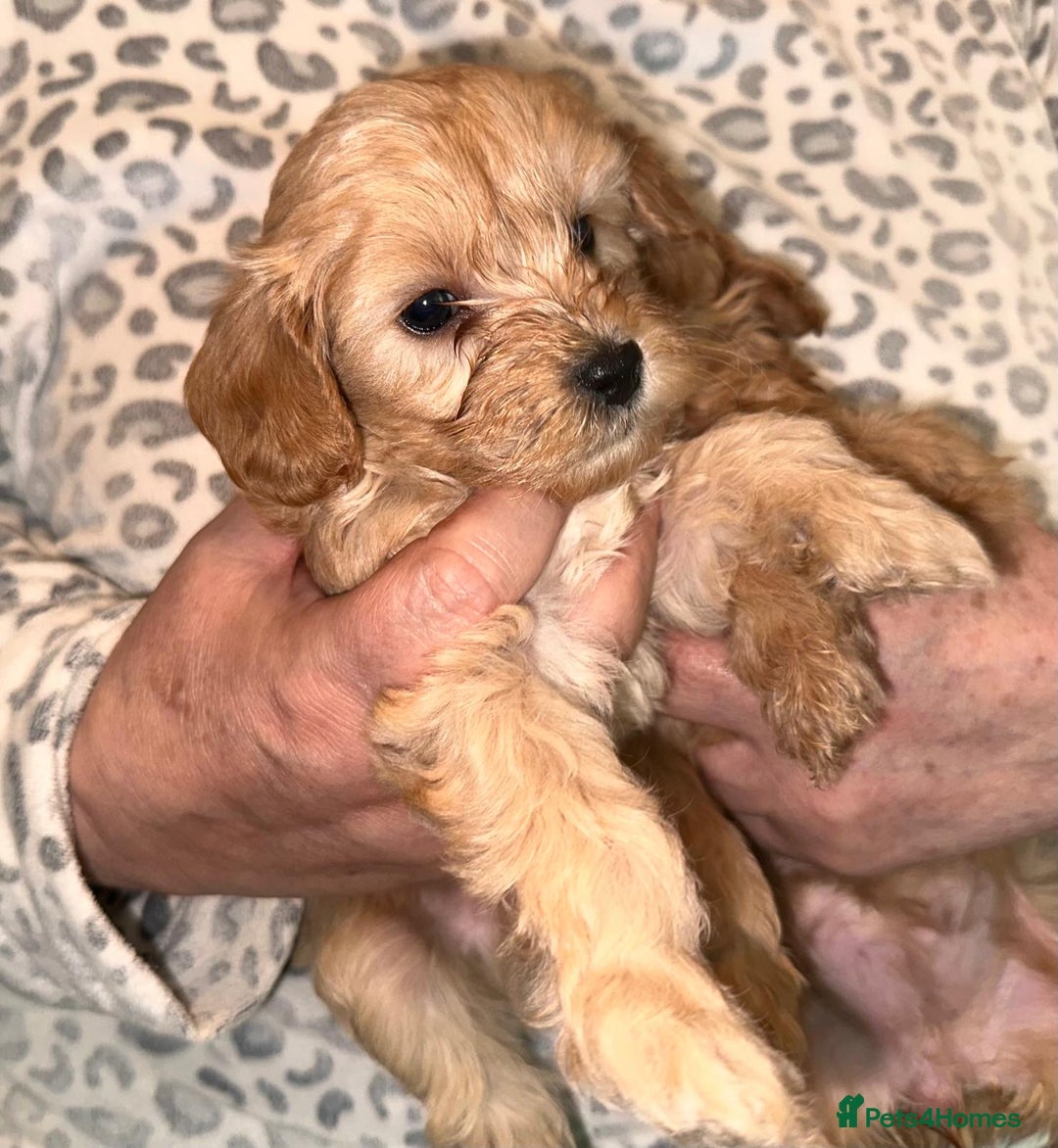 Cavapoo dogs for sale: Stunning Cavapoo puppies - Image 1