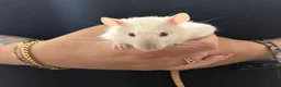 Rat rodents for sale: Beautiful Dumbo rats 3 girls and 6 boys available  - Advert 9