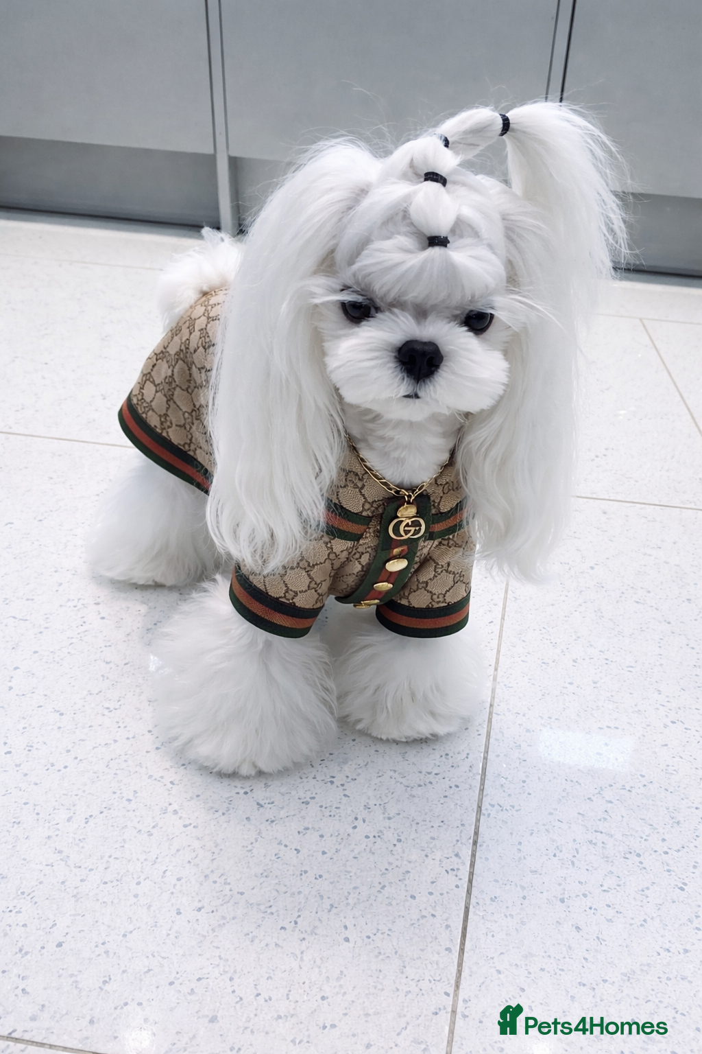 Maltese dogs 🖤KC DNA health tested Tiny Korean Maltese boy🖤  - Advert 4