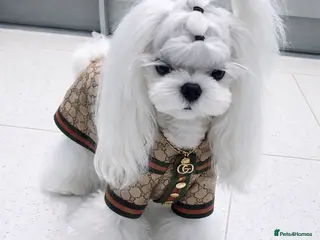 Maltese dogs 🖤KC DNA health tested Tiny Korean Maltese boy🖤 - Advert 4