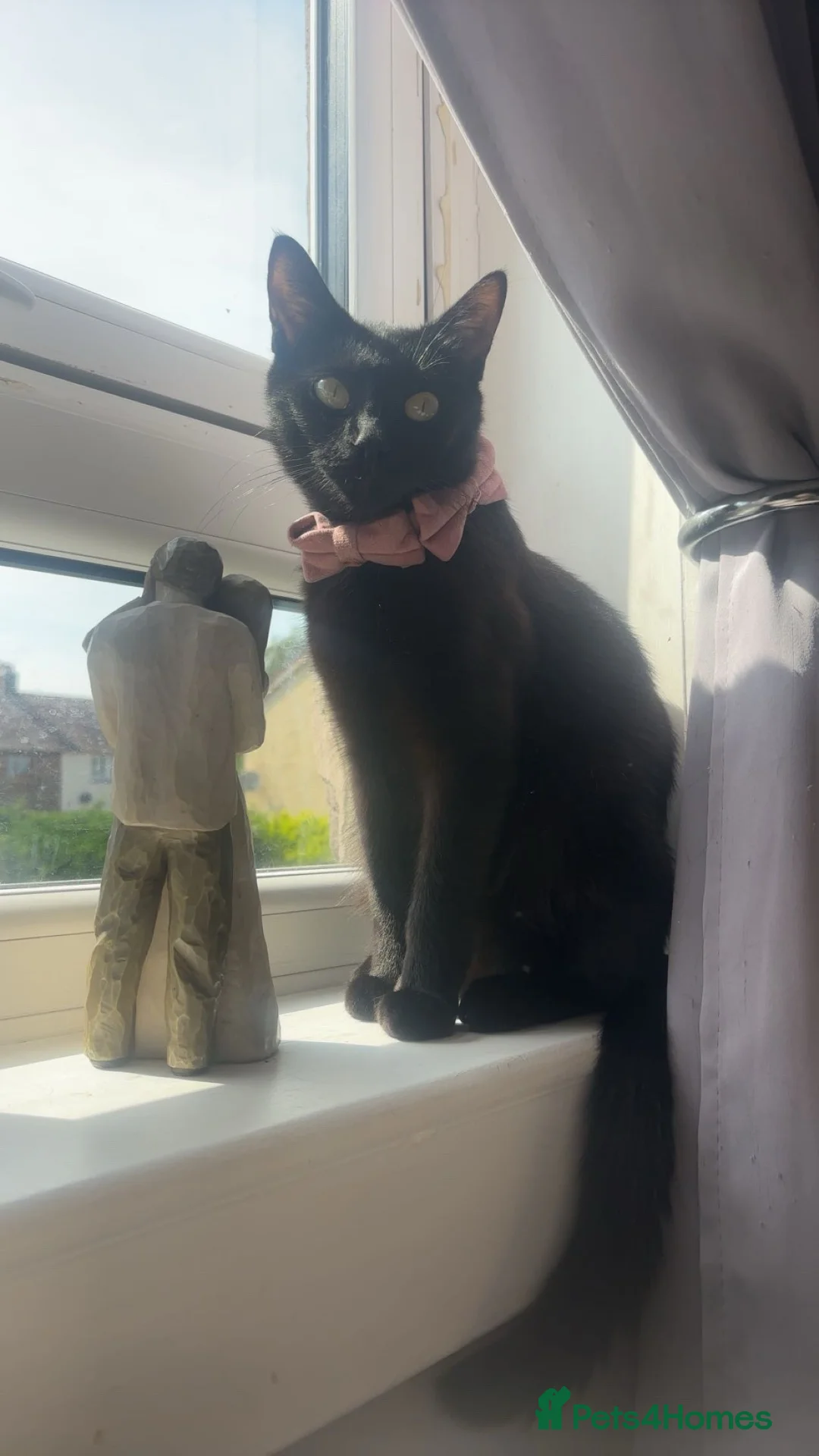 Mixed Breed cats for sale: Black kittens  - Advert 1