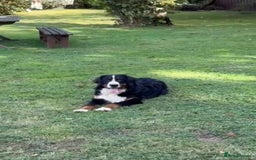 Bernese Mountain Dog dogs for sale: 9 months old girl KC  - Image 7