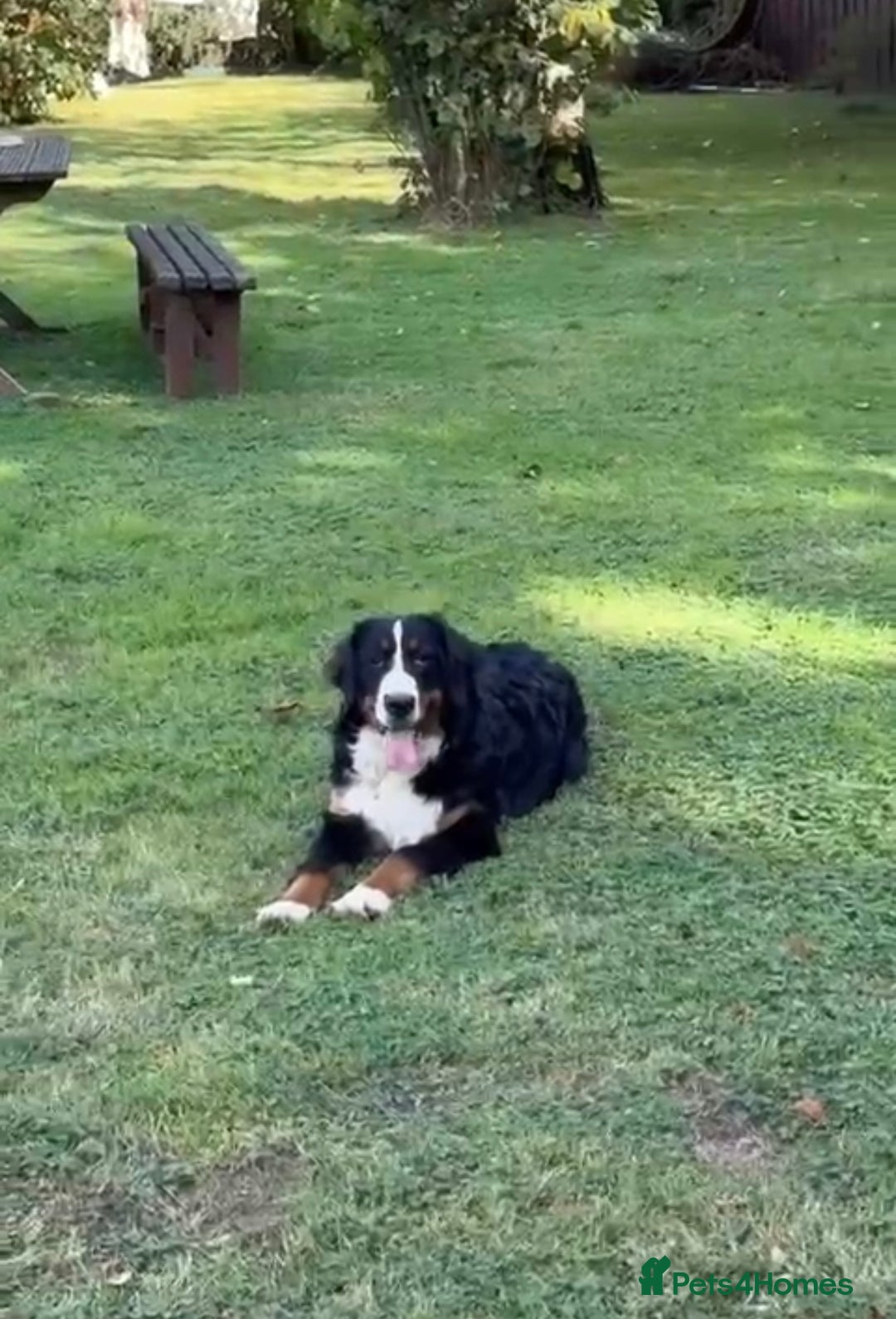Bernese Mountain Dog dogs for sale: 9 months old girl KC  - Image 7