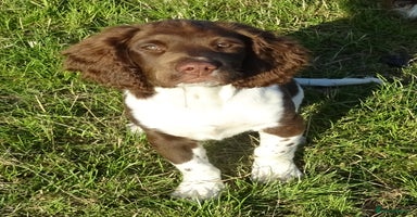 English Springer Spaniel dogs - Advert 13