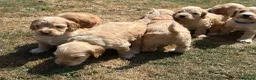 Cockapoo dogs for sale: STUNNING F1 COCKAPOOS  - Advert 11