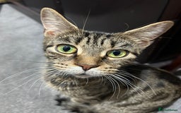 Mixed Breed cats for sale: Mama Cat and Kittens - Image 7
