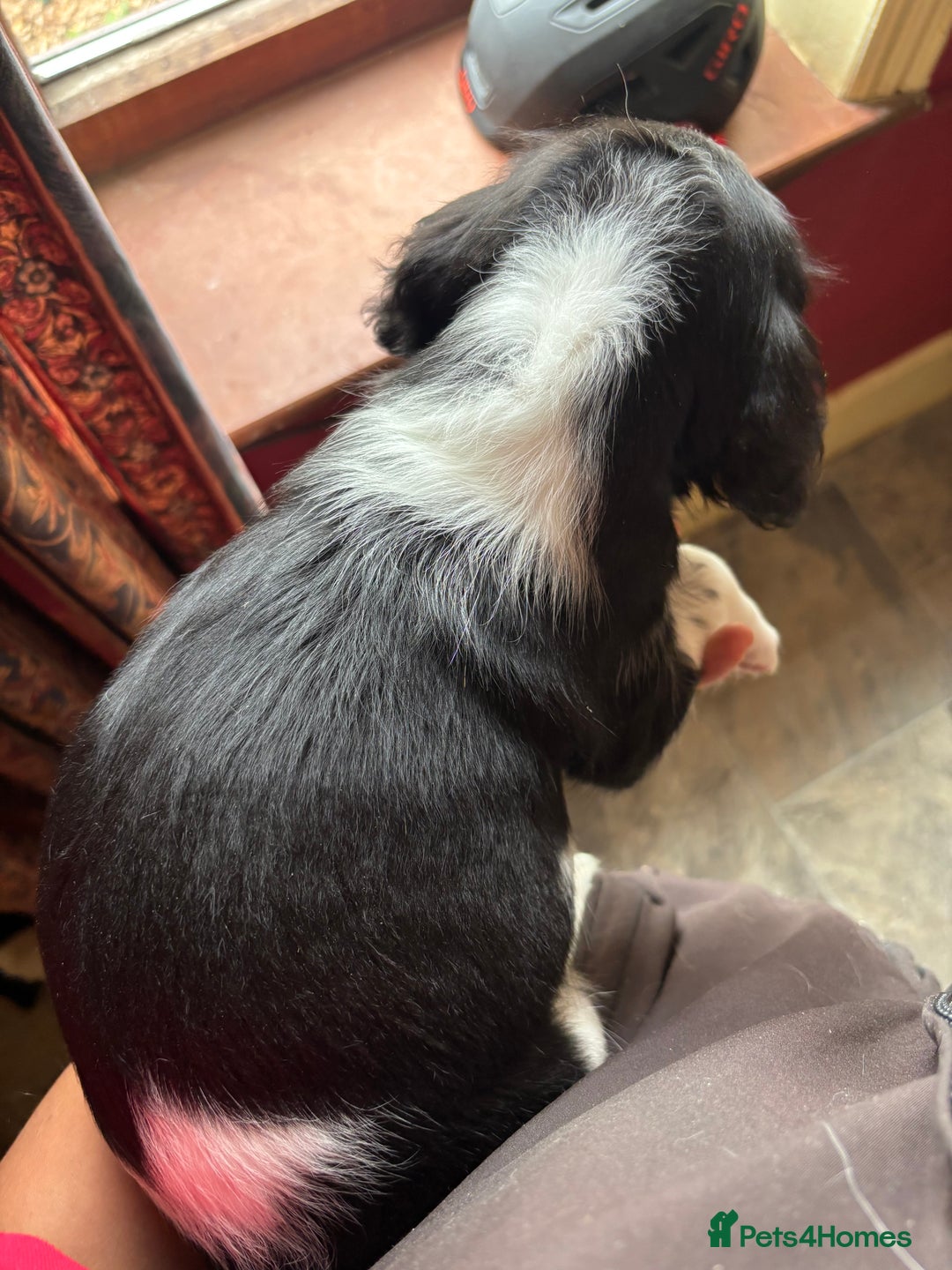 English Springer Spaniel dogs for sale: Stunning DNA Clear KC Springer Spaniel Puppies  - Image 30