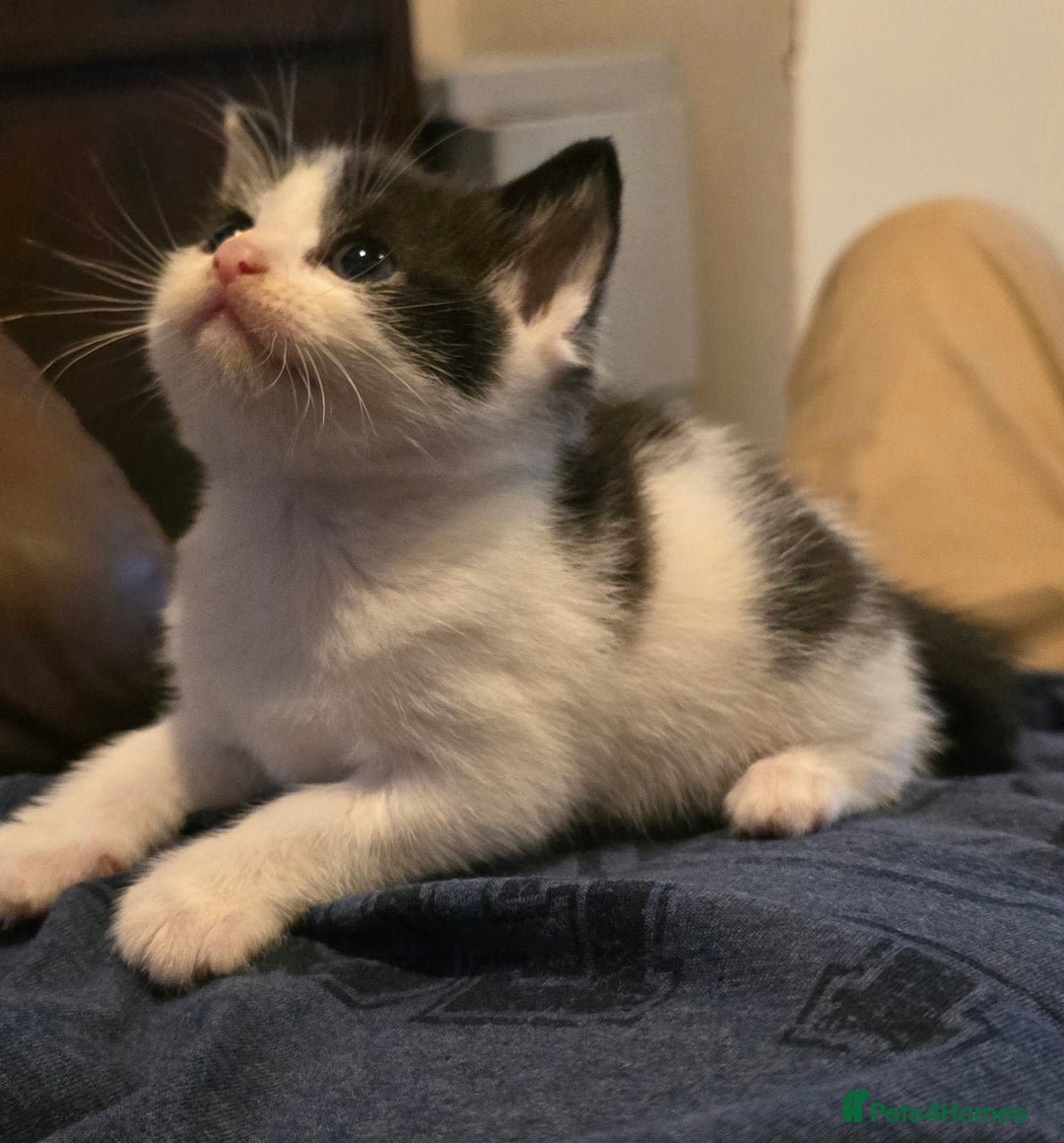 Mixed Breed cats for sale:  kittens avaliable now - Image 5