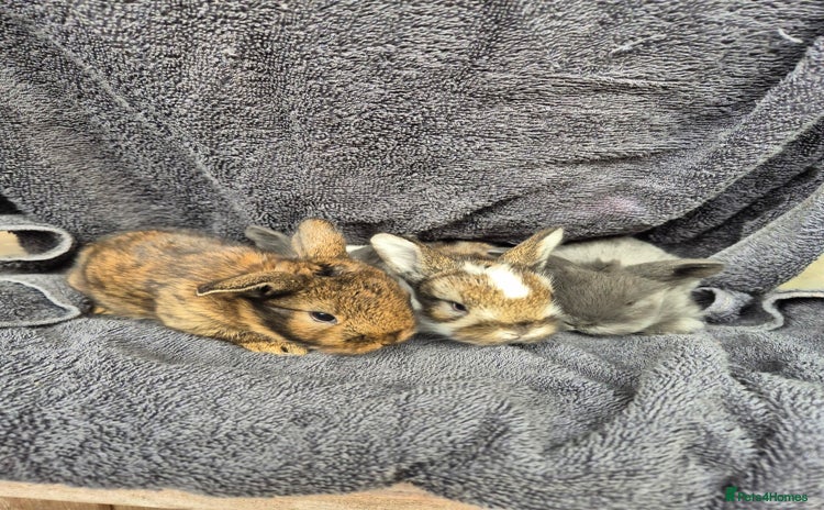 Mini Lion Lop rabbits - Advert 17