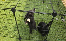 Dwarf Lop rabbits for sale: 9 Dwarf lop Rabbits ready for a new home - Image 25