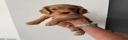 Cocker Spaniel dogs for sale: Working cocker spaniel puppies for sale in Spalding - Advert 10