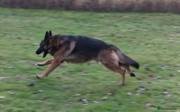 German Shepherd dogs for sale: Male German Shepherd for sale - Image 2