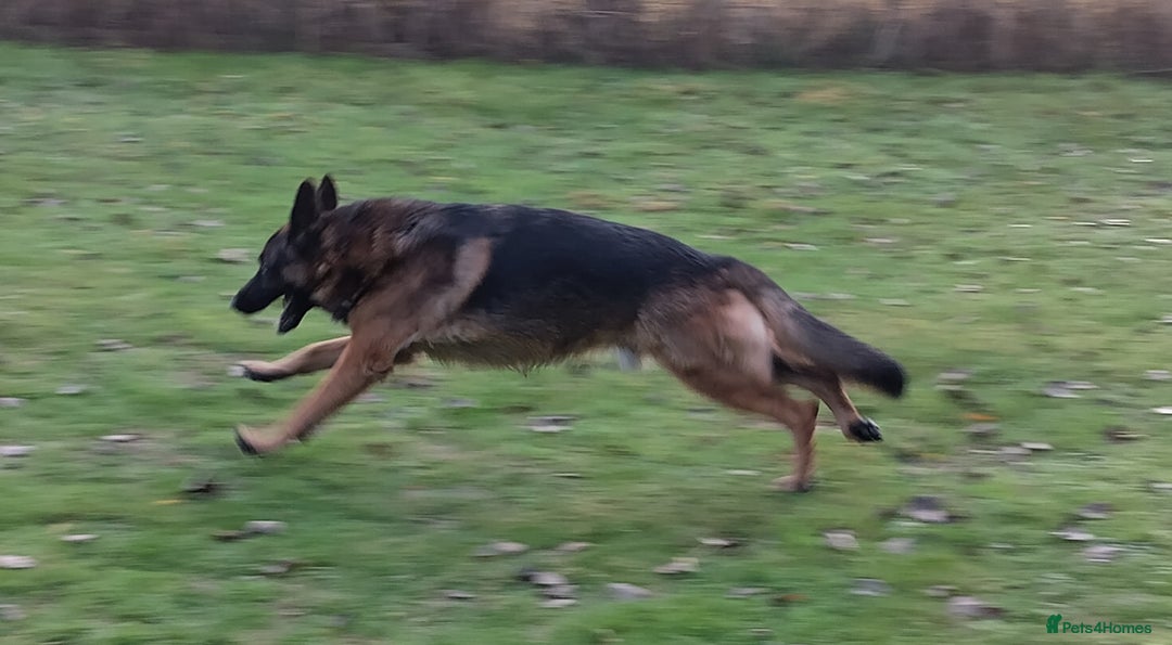 German Shepherd dogs for sale: Male German Shepherd for sale - Image 2