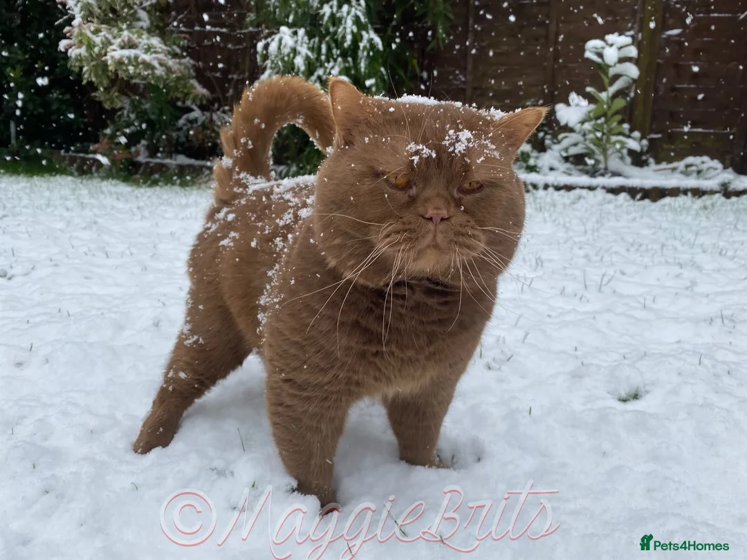 British Shorthair cats for stud: Supreme Grand Champion 🥇🏆🏅 in Northolt - Advert 9