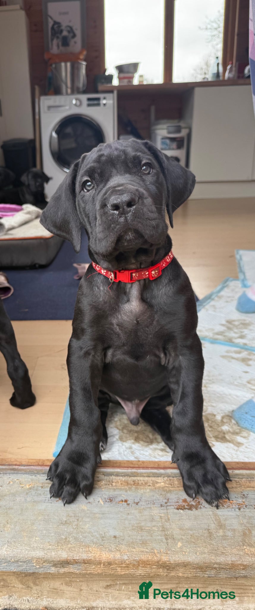 Mixed Breed dogs Beautiful Italian daniffs (Great Dane/cane corso)  - Advert 1