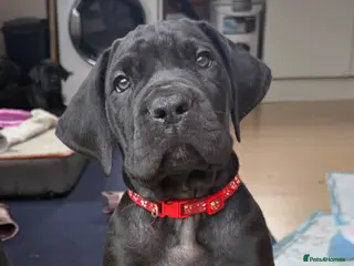 Mixed Breed dogs Beautiful Italian daniffs (Great Dane/cane corso) - Advert 5