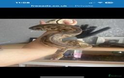 Python Snake reptiles for sale: Royal python  - Image 2