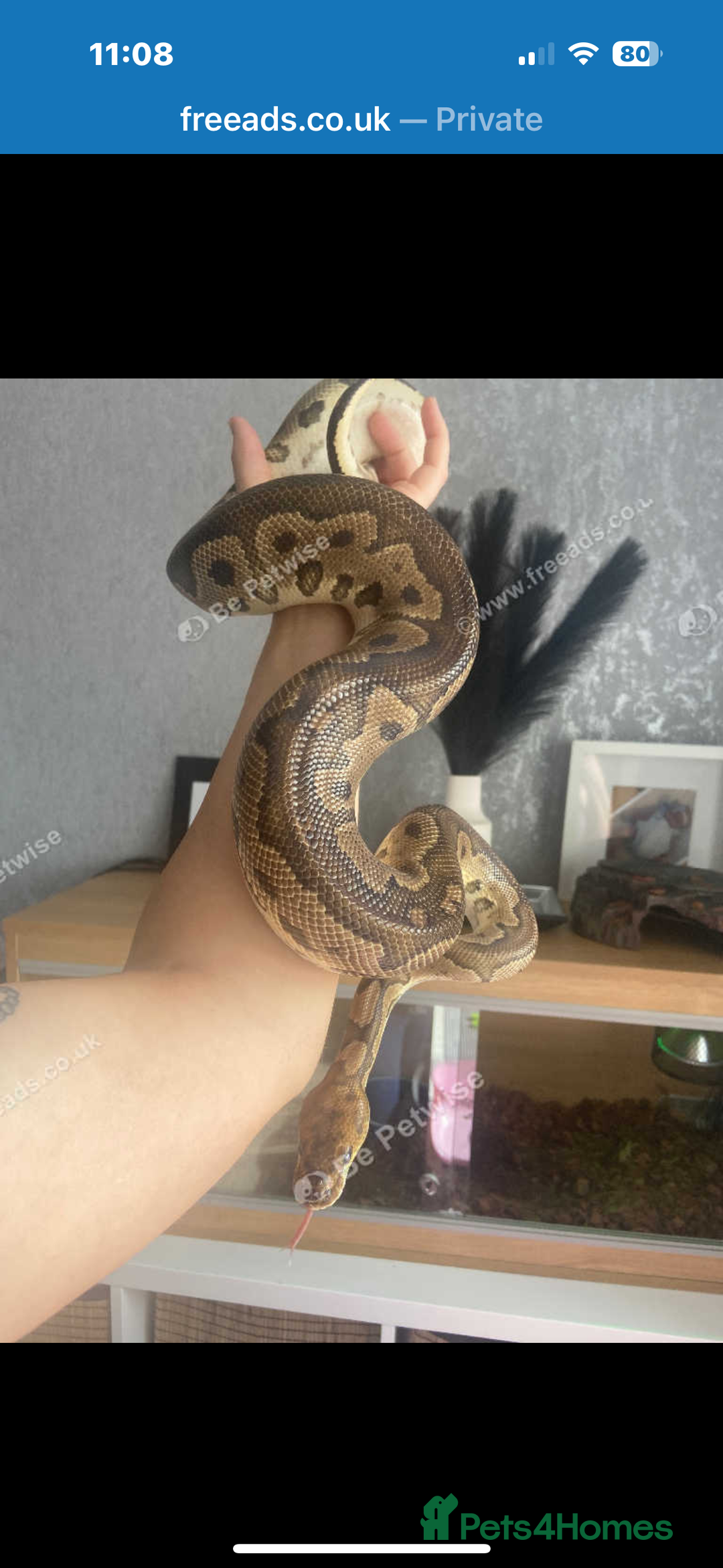 Python Snake reptiles for sale: Royal python  - Image 2