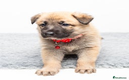 German Shepherd dogs for stud: PROVEN BIG BONED GERMAN SHEPHERD FOR STUD  in Romford - Image 23