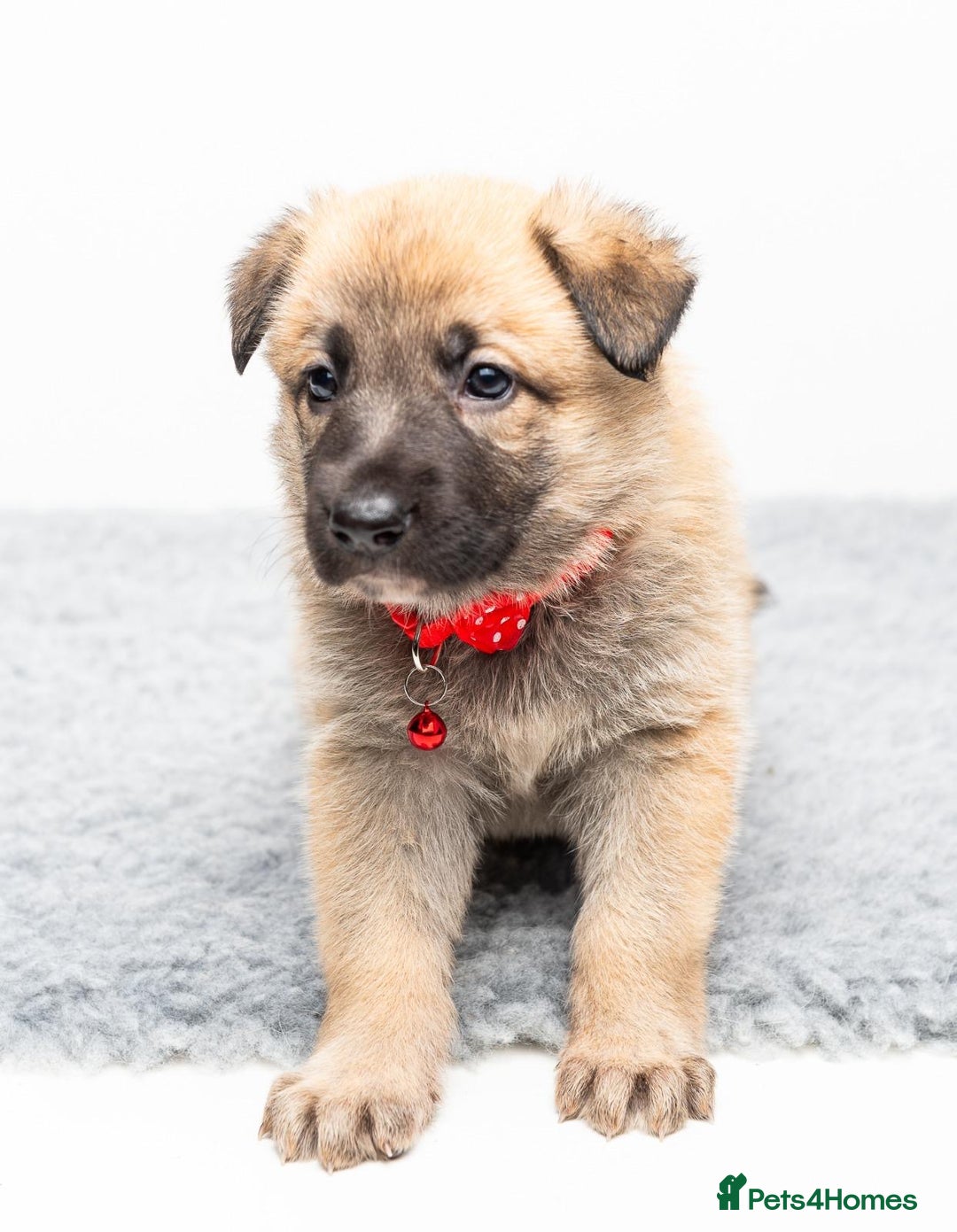 German Shepherd dogs for stud: PROVEN BIG BONED GERMAN SHEPHERD FOR STUD  in Romford - Image 23