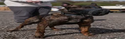Belgian Shepherd Dog dogs for stud: Dutch herder BRN registered  in Middlesbrough - Advert 6