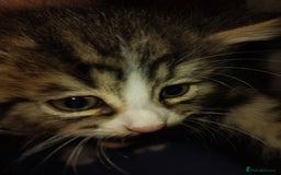 Mixed Breed cats for sale: Kittens american ringtail mixbreed  - Image 11
